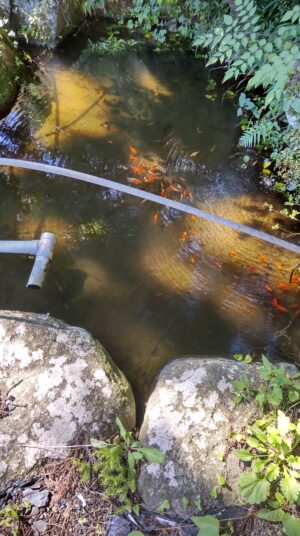 熊野神社の池